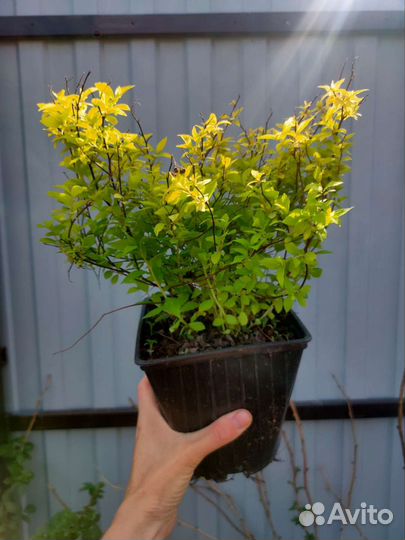 Спирея Джапаниз Дварф