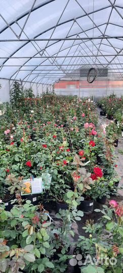 Кустовые розы саженцы