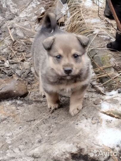 Щенки в добрые руки даром, двор терьер