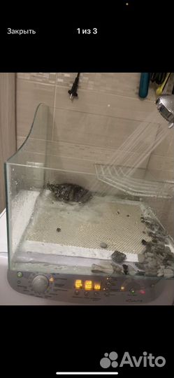 Черепаха с аквариумом