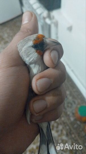 Птица шеголь