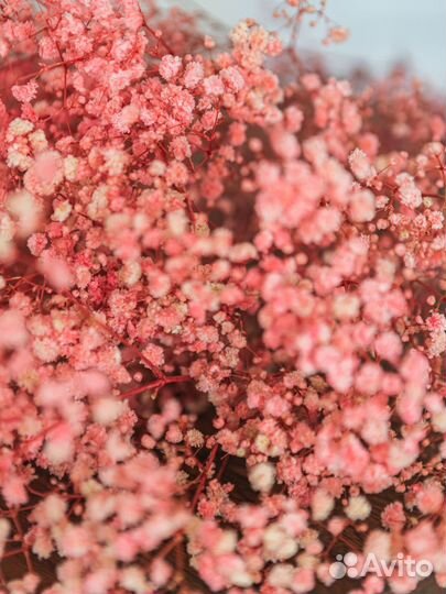 Сухоцвет опт