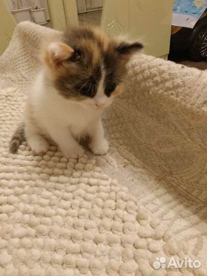 Котята в добрые руки. Бесплатно