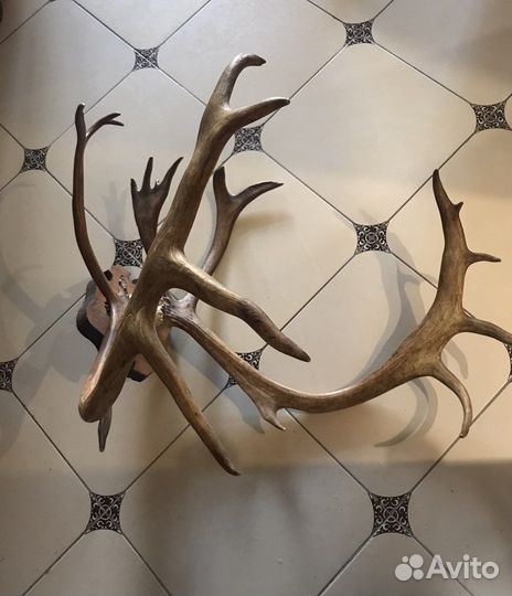 Рога благородного оленя