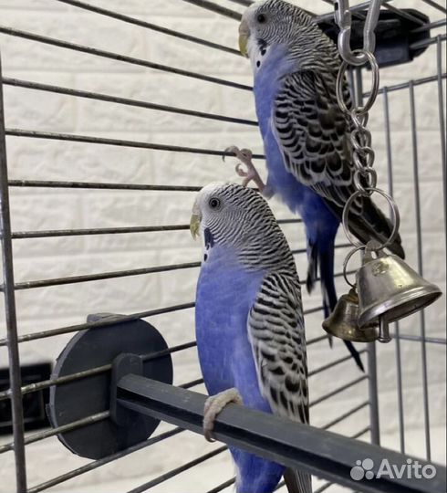 Волнистые попугаи