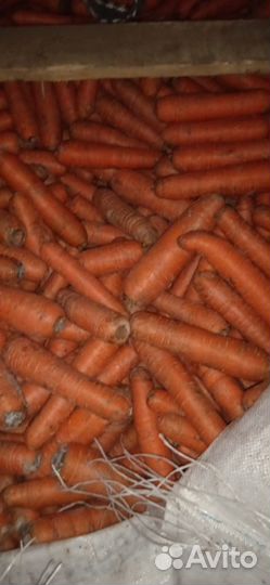 Морковь