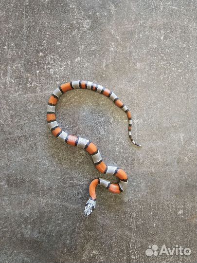 Королевская змея