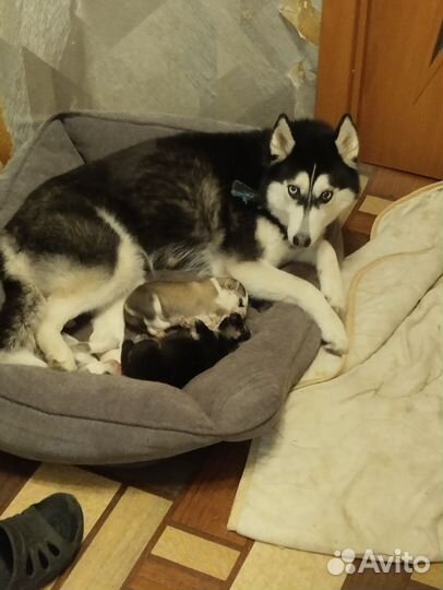 Сибирский хаски вязка