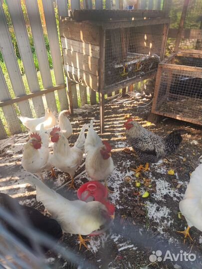 Куры петухи