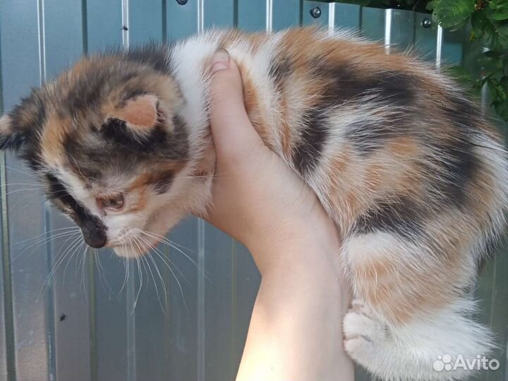 Вислоухий котёнок бесплатно