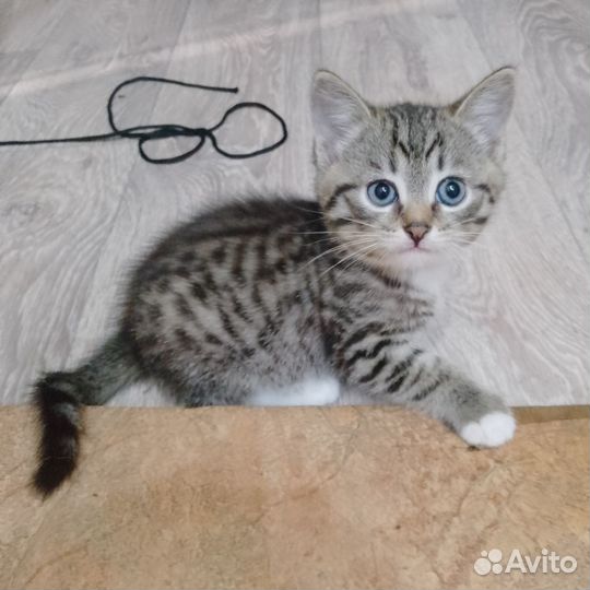 Отдам котенка в добрые руки