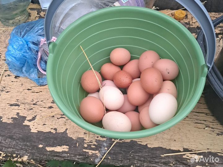 Домашние куриные яйца