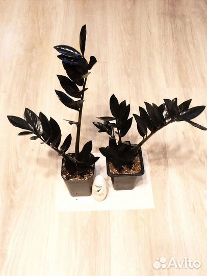 Замиокулькас черный равен