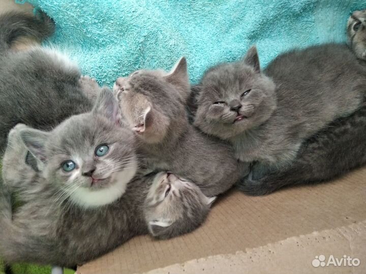 Шотландские котята, девочки