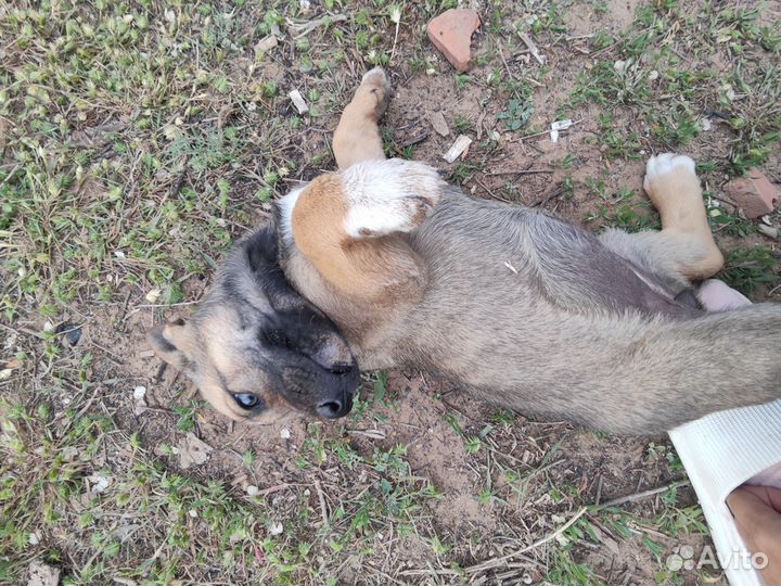 Щенок девочка