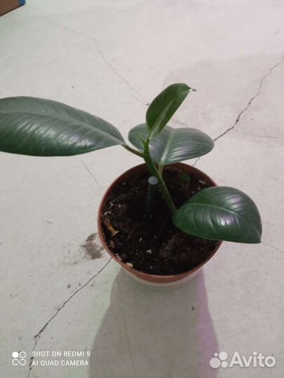 Комнатные растения