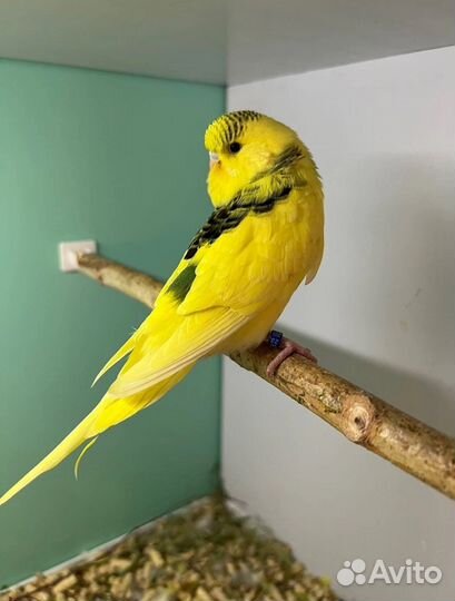 Волнистый попугай