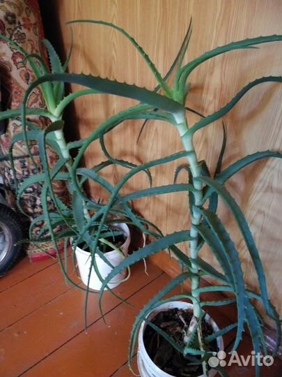 Алоэ древо видное лекарственные