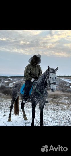 Лошадь орловский рысак,жеребец орловский