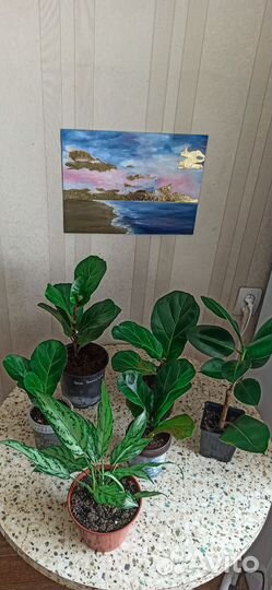 Цветы разные сорта