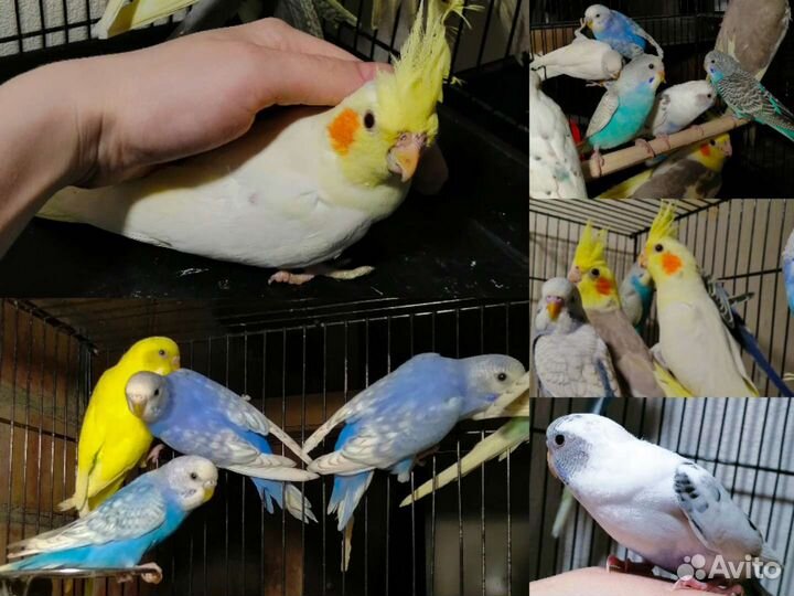 Попугай какарик, волнистые