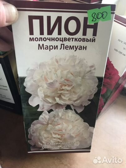 Пион