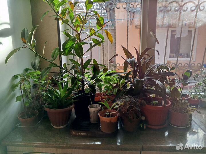 Комнатные цветы