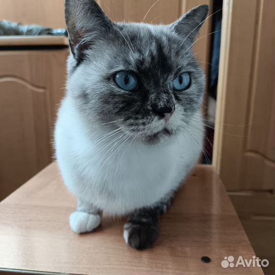 Кошечка Буся ищет любящих хозяев
