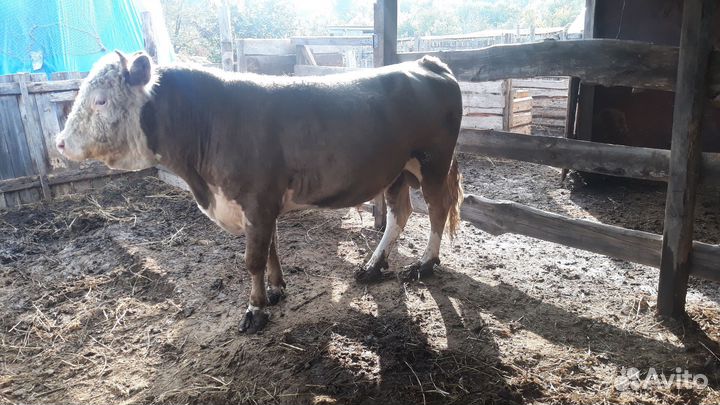 Продаётся бык