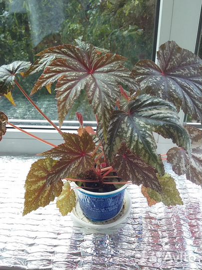 Бегония королевская Грифон