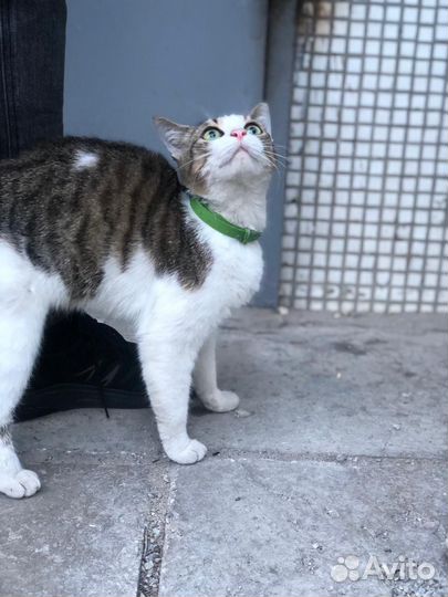 Молодая кошка ищет дом