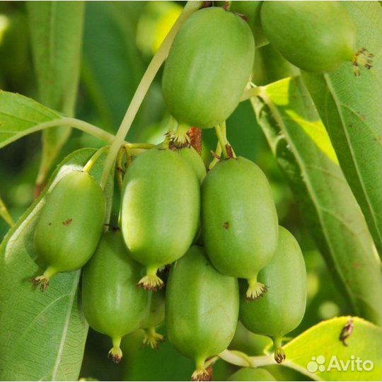 Актинидия, сорт ассайя