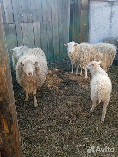 Овцы бараны