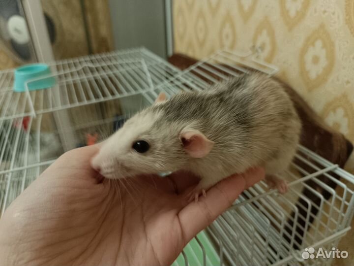 Крыса девочка
