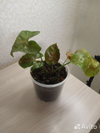 Комнатные растения цветы