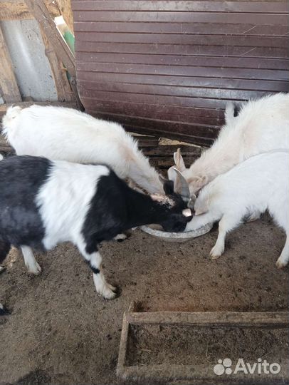 Зынаненский