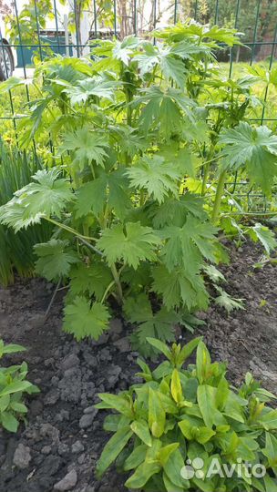 Дельфиниум