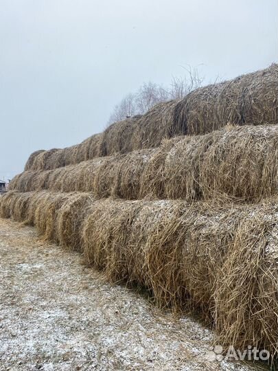 Зеленка сено