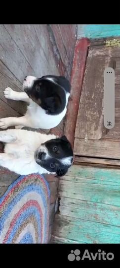 Отдам бесплатно в добрые руки