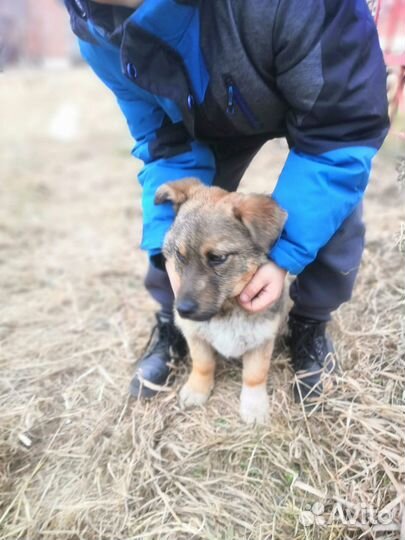 Собака в добрые руки отдам бесплатно