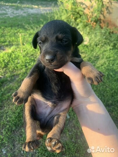 Щенки ягдтерьера