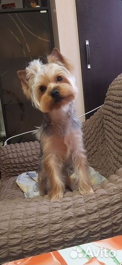 Йоркширский терьер