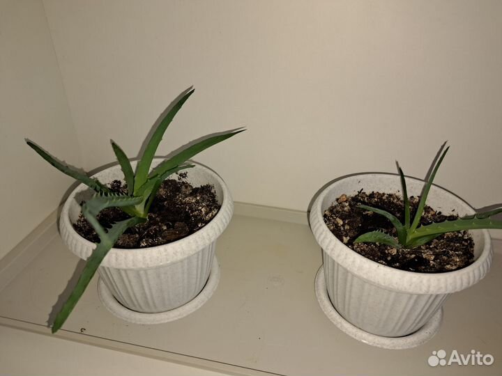 Фикус пуансетия спатифиллум комнатные растения