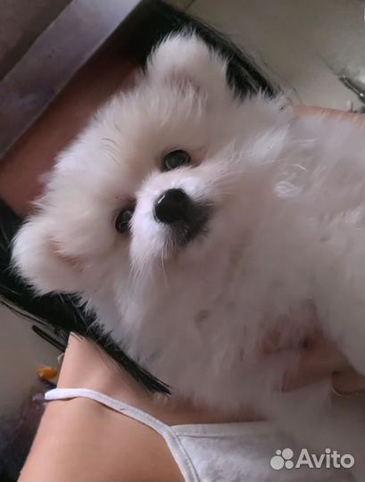 Померанский шпиц