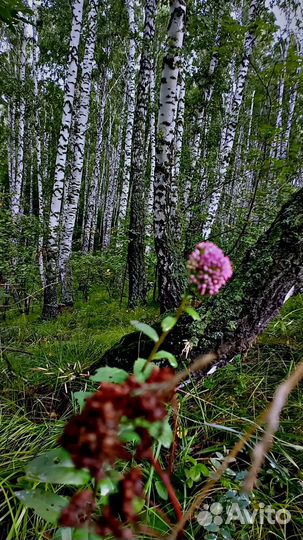 Стихи на заказ