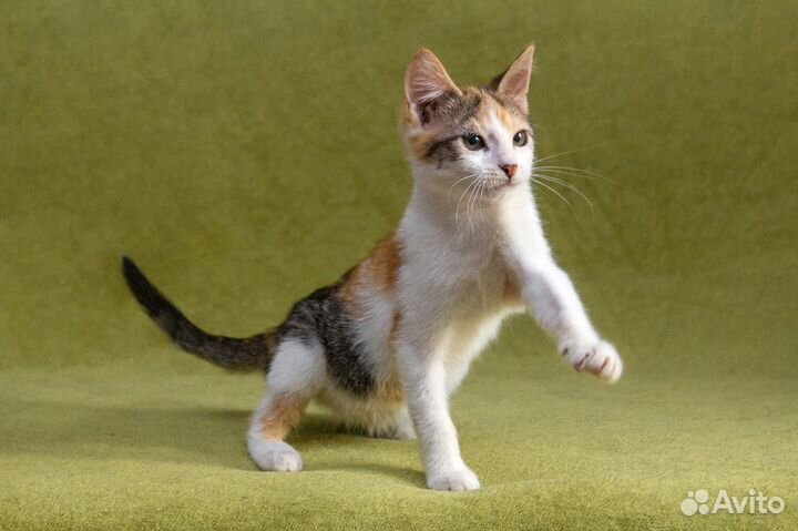 Трехцветный котенок в дар