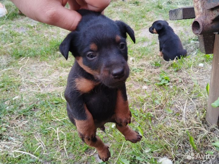 Щенки ягдтерьера