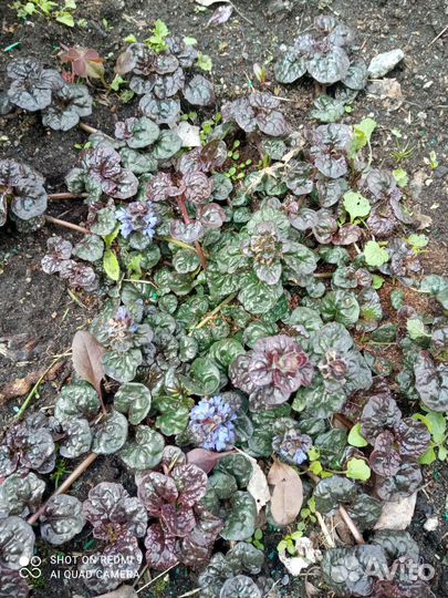 Айюга или живучки