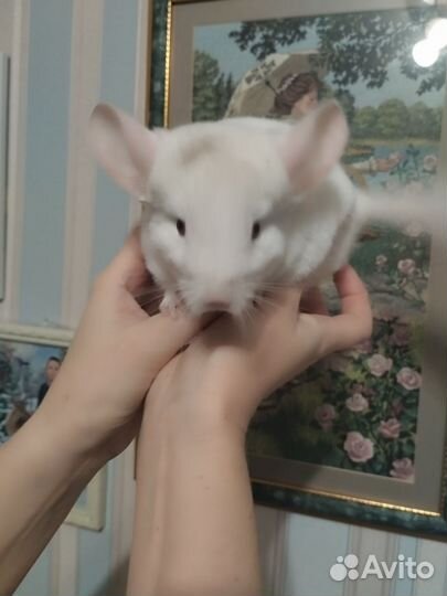 Шиншилла