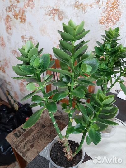 Цветы домашние в горшках